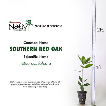 Image of a Southern Red oak seedling showcasing height.